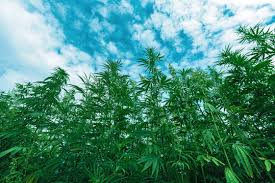 Discover weed in Tuzla