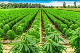 Discover weed in Jagodina